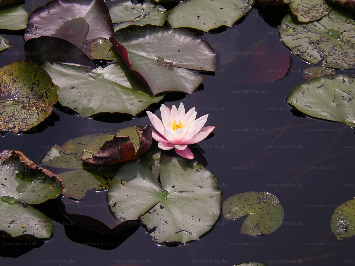 Seerose in Seerosenteich