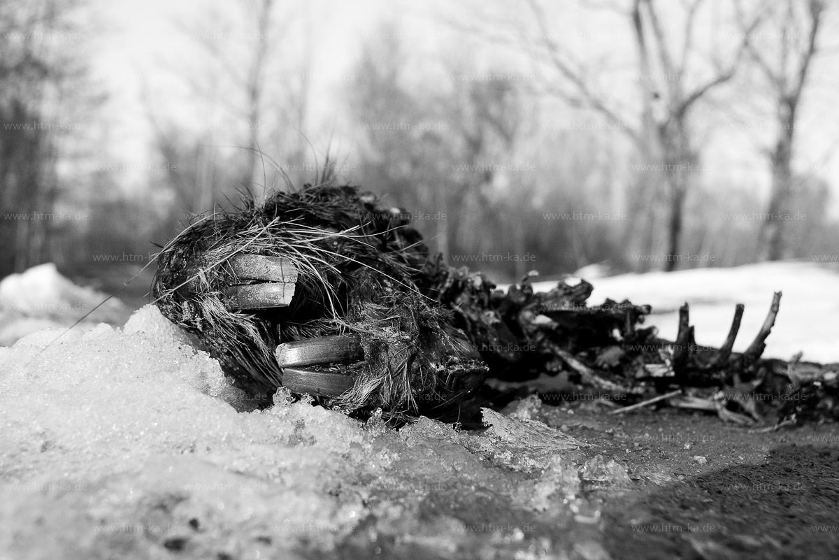 Kadaver eines Nutria