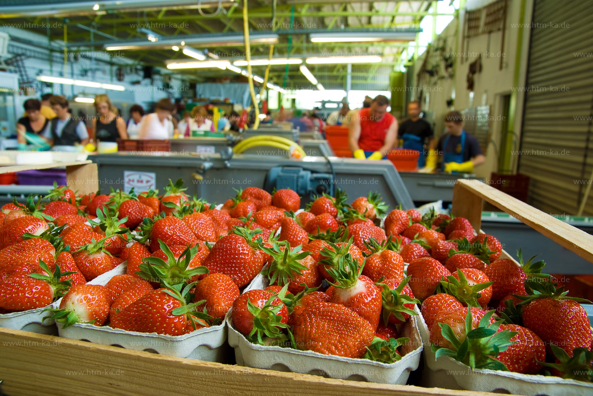 Erbeeren und Erntehelfer