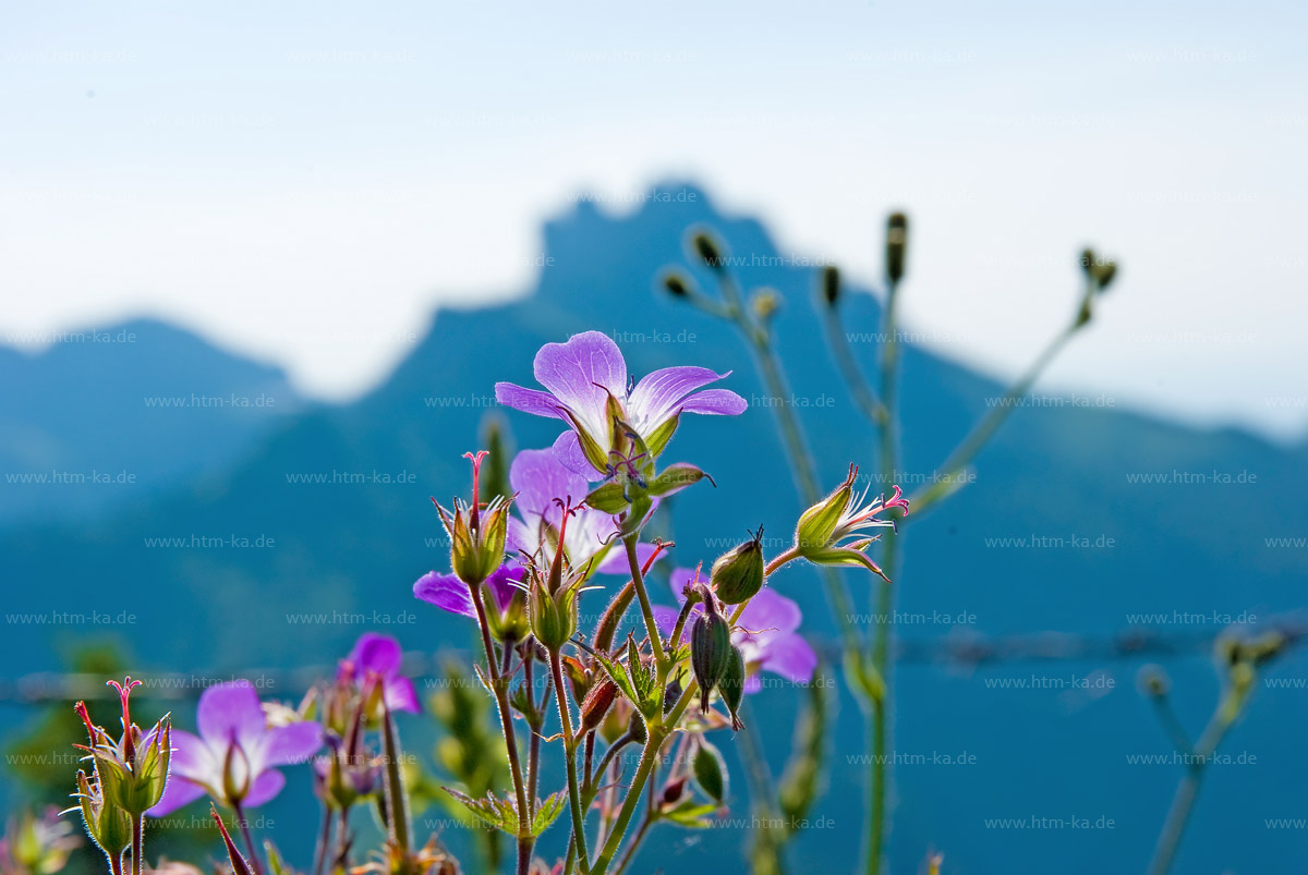 Alpenblumen auf Blumenwiese