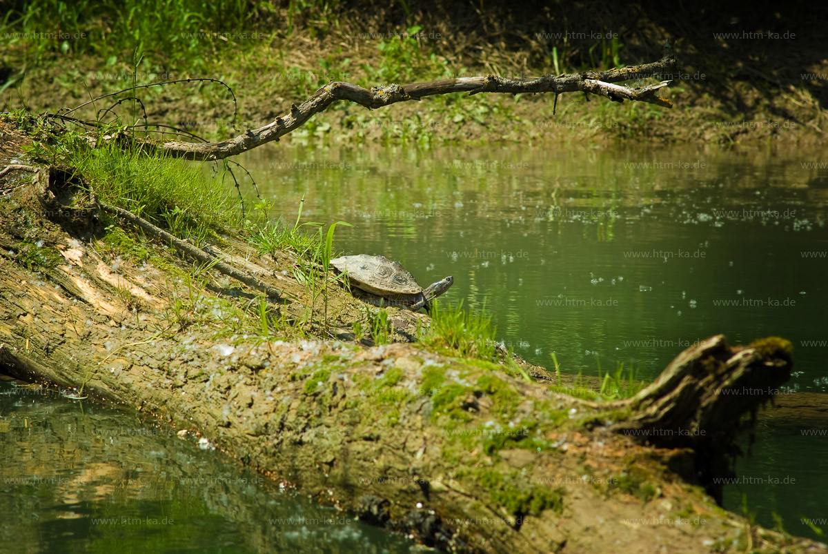 Wasserschildkröte in den Rheinauen