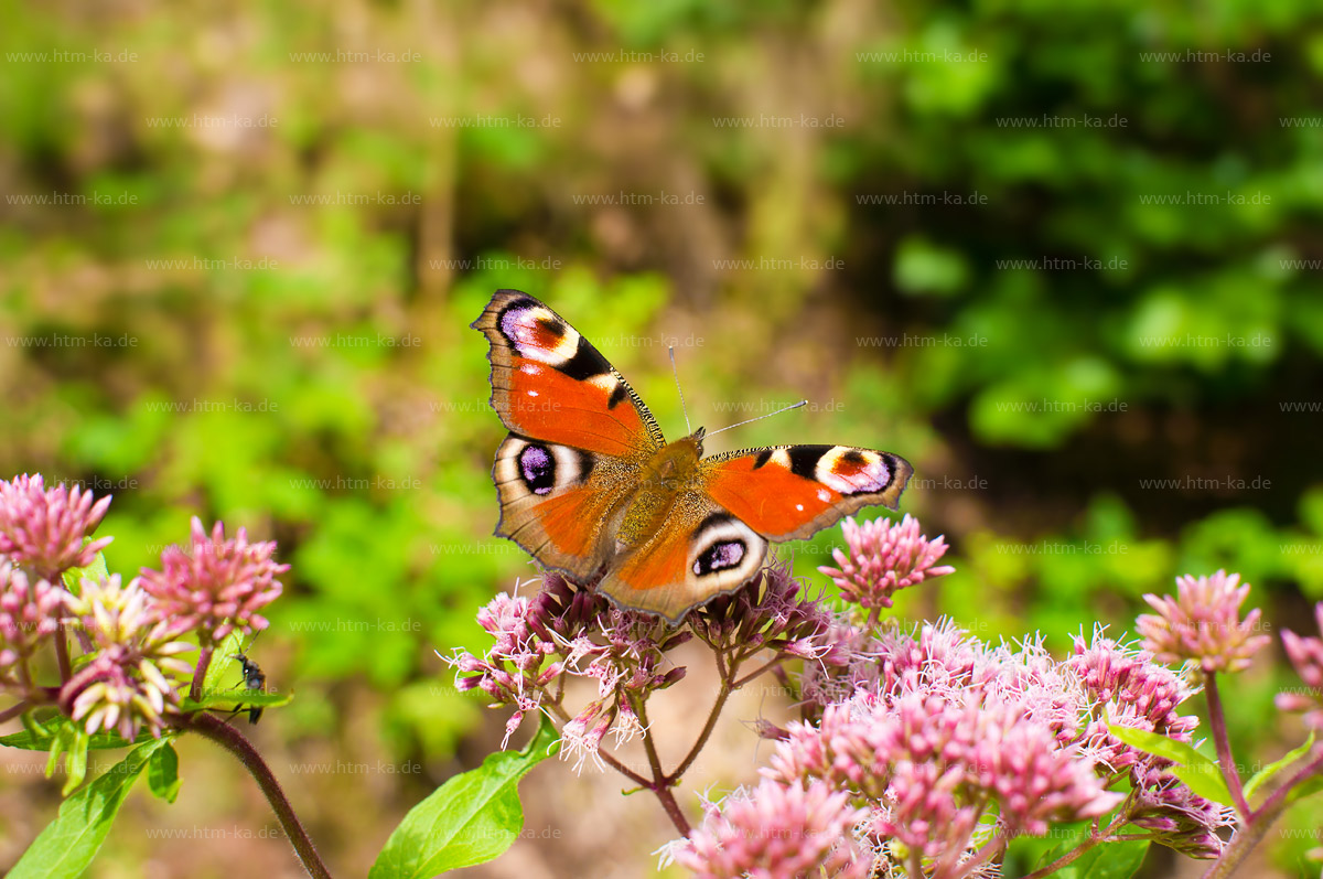 Schmetterling Tagpfauenauge