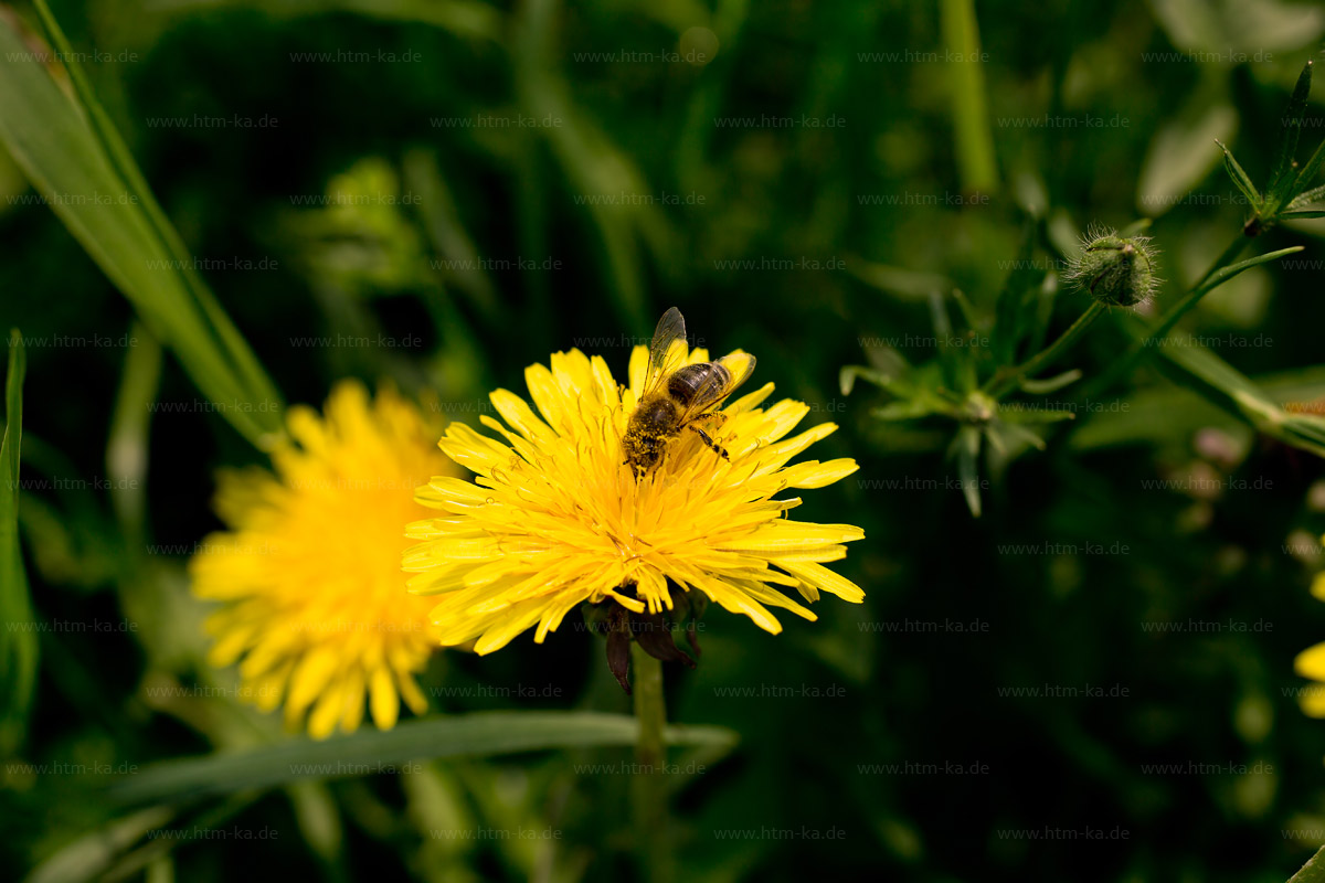 Biene auf Löwenzahn