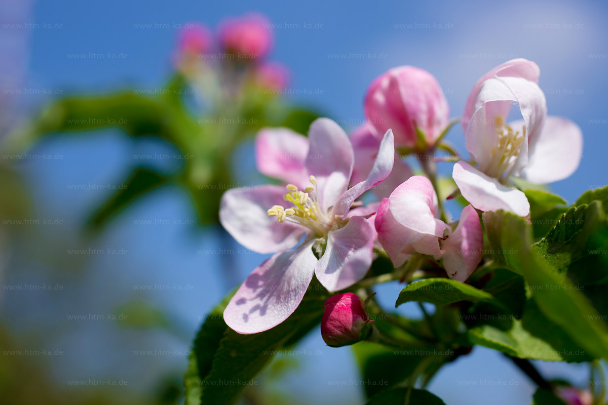 Apfelblüte