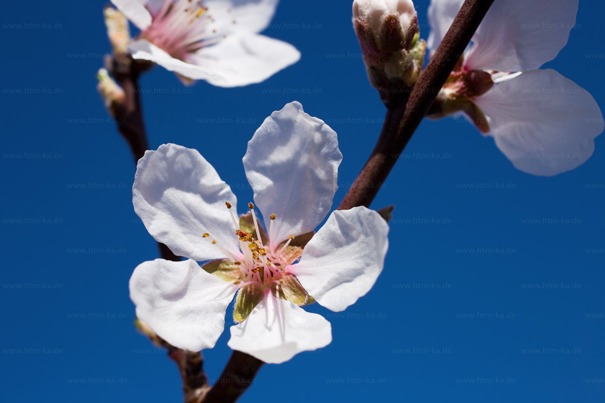 Apfelblüte