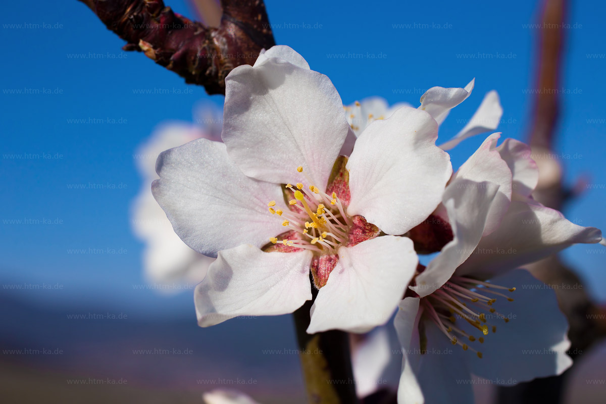 Apfelblüte