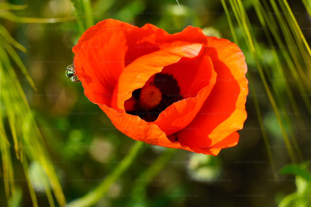 Klatschmohn