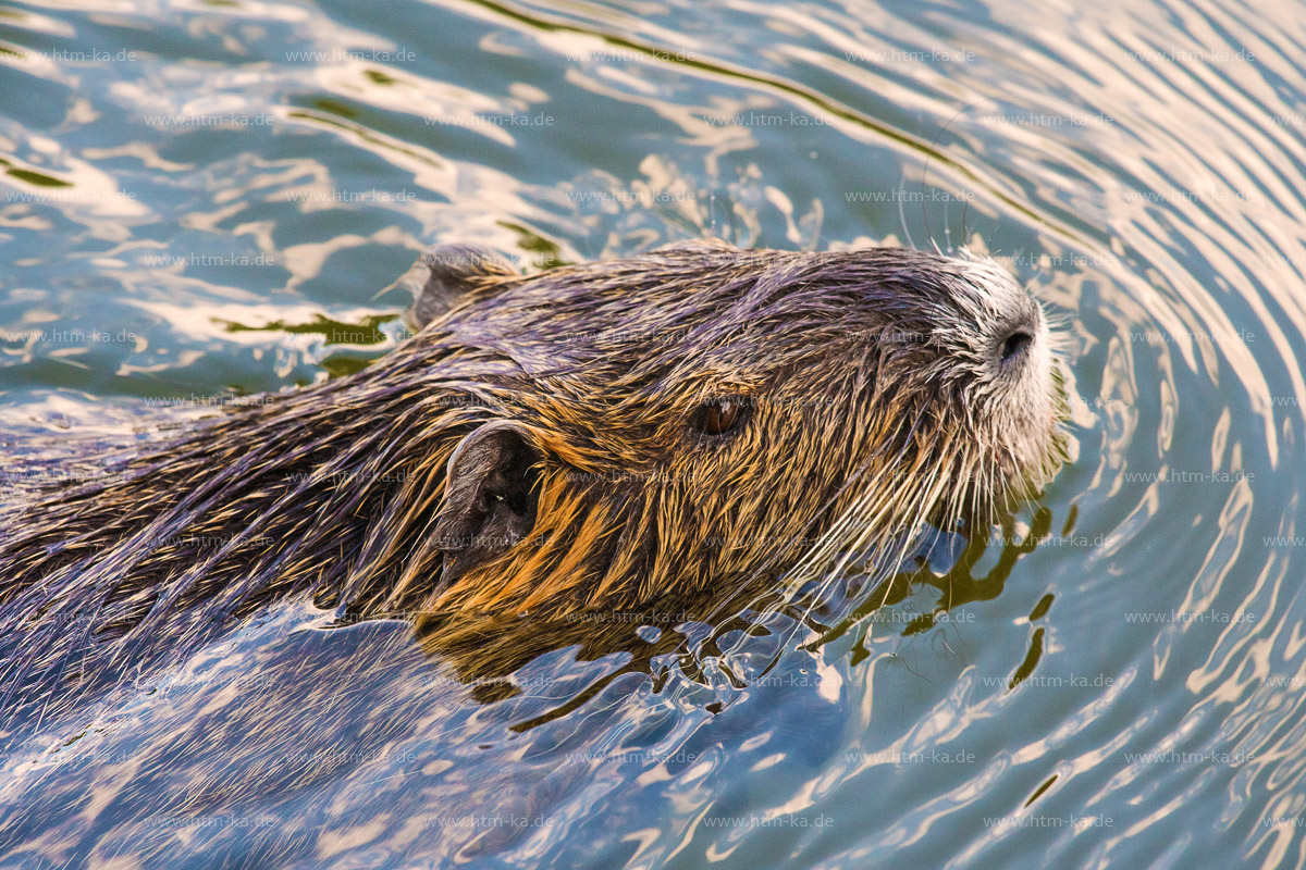 Nutria, Biberratte