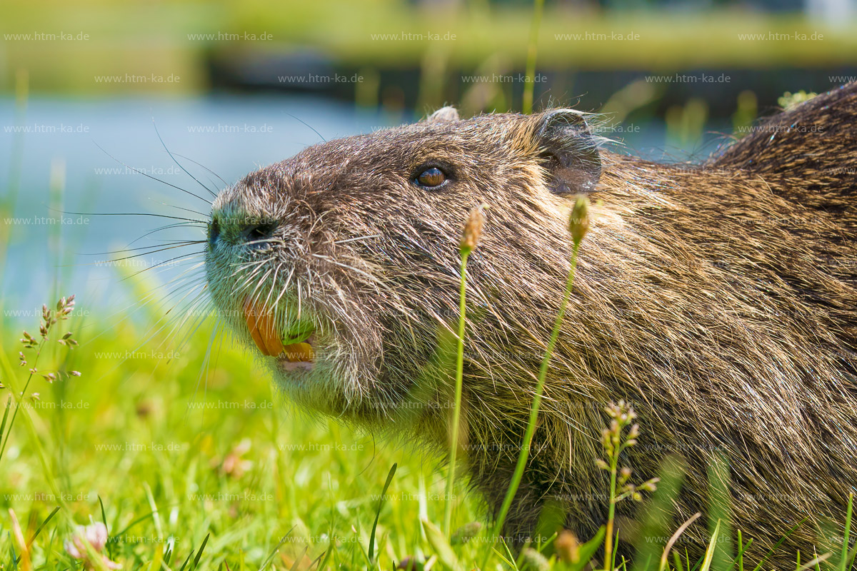 Nutria, Biberratte