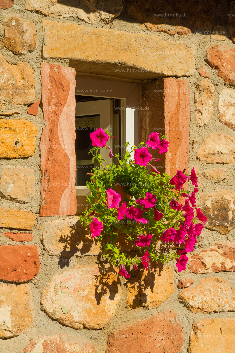 Begonien, Fenster, Buntsandstein