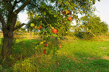 Apfelbaum auf Streuobstwiese
