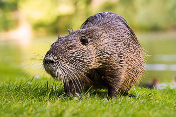 Nutria, Biberratte
