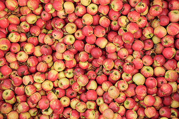 Apfelernte: viele rot/gelbe Äpfel in Kiste
